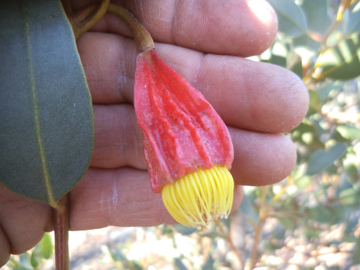 Eucalyptus stoatei.JPG